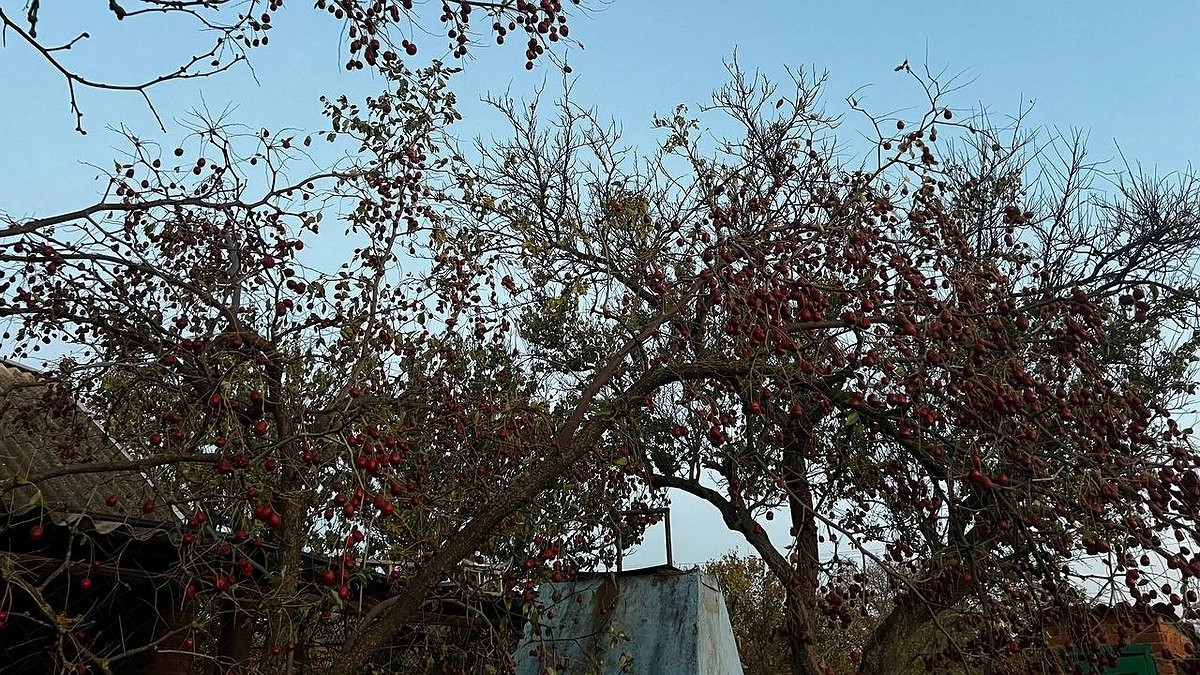 Засыпят урожаем: вбейте в ствол плодового дерева этот предмет и готовьте корзины под яблоки, груши и сливы