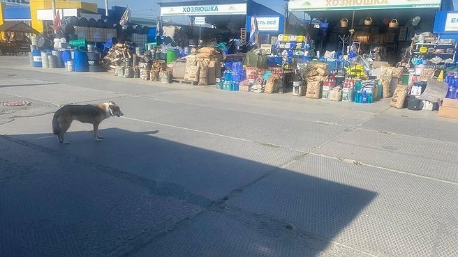 Этапы сноса: как будут перестраивать Новомосковский рынок в Екатеринбурге