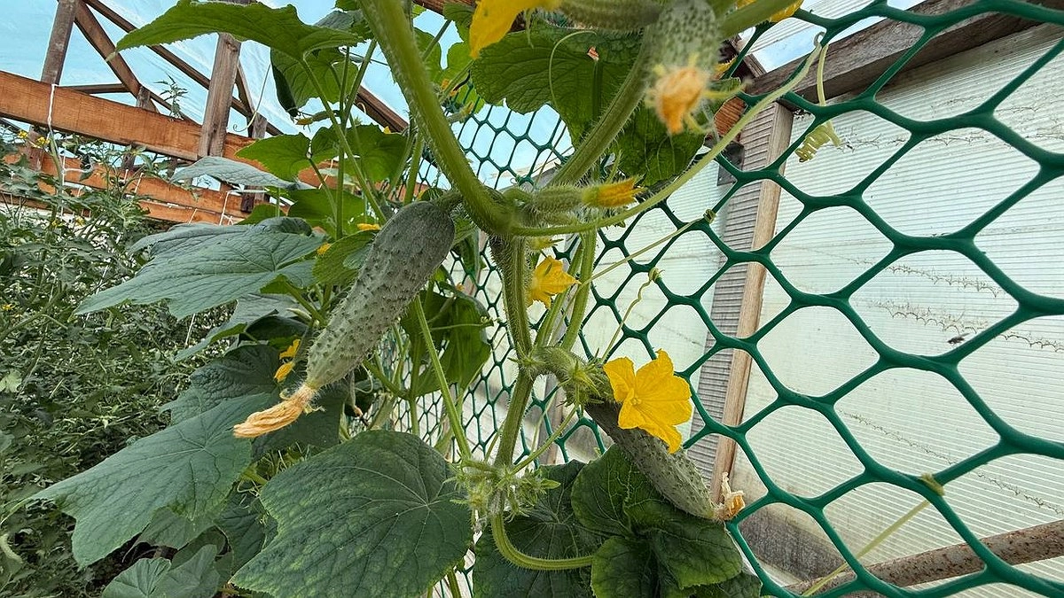 Не зола и не коровяк: огурцы любят эту подкормку в июле - сформирует здоровый урожай и избавит от желтых листьев