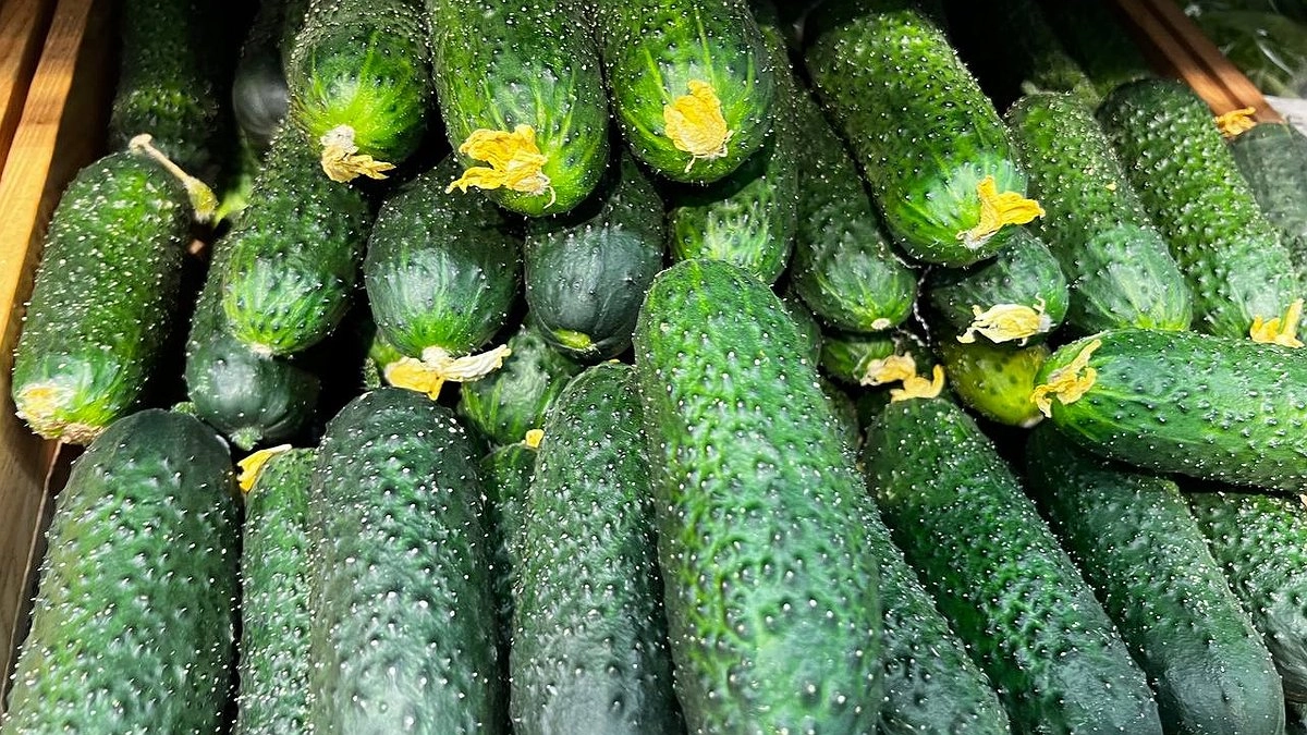 Не перерастают и не горчат: такие вкусные огурцы плодоносят как бешеные до самой осени — отборный урожай