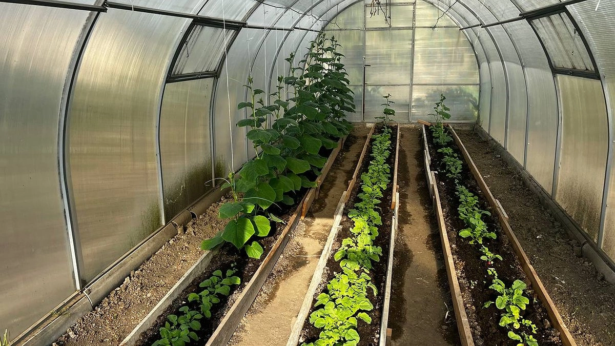 Секрет плодородной почвы в теплице: что добавить в сентябре, чтобы земля стала мягкой и пушистой