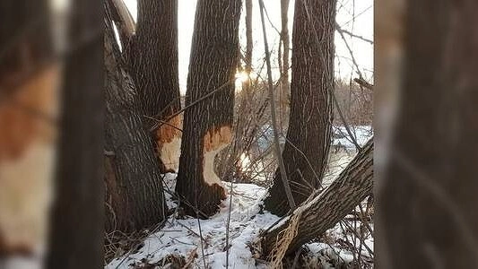 Главная картинка новости: В Екатеринбурге на берегу Исети поселились бобры
