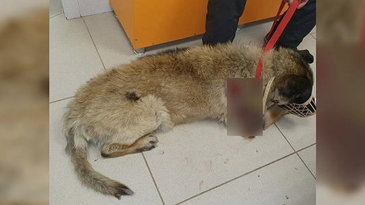 В Екатеринбурге врачи борются за жизнь щенка с огнестрельным ранением