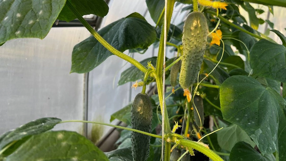 Растут как бешеные и никогда не горчат: этот сорт огурцов стал лидером среди дачников