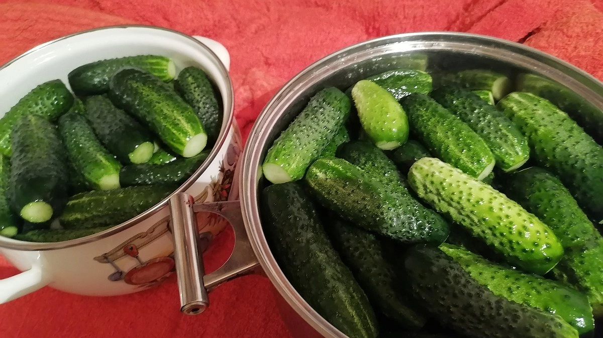 Огурцы до Нового года без банок: простой способ сохранить свежесть и хруст на полгода