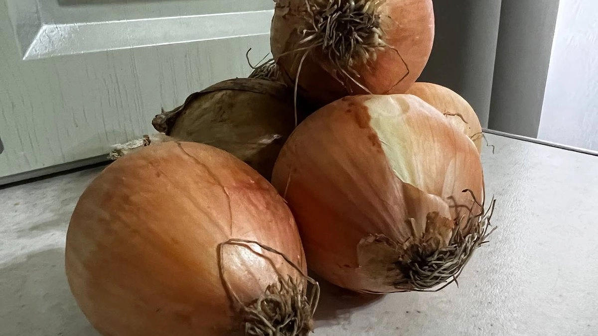 Во время посадки лука — важно: 1 щепотка в лейку — и головки вырастут размером с апельсин, а перья не пожелтеют