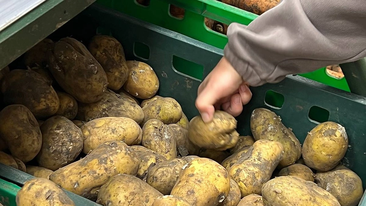 Когда сажать картофель в 2026 году: сроки по регионам, лучшие сорта и правила посадки для богатого урожая