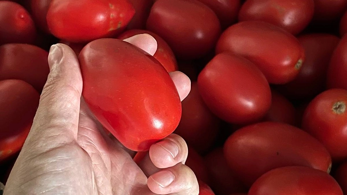 Главная картинка новости: Цены на помидоры в Свердловской области взлетели на 20% за сентябрь