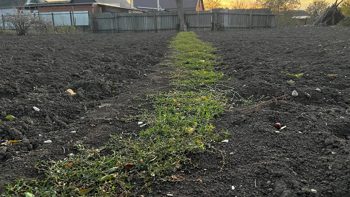 Сорняки завянут все мигом: разведите 1 стакан на ведро и полейте вечером - не узнаете свой огород