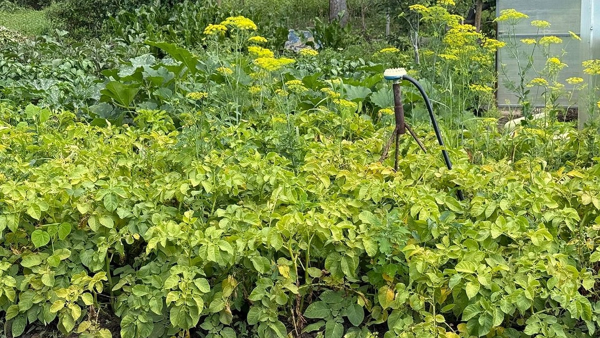 Как только картофель зацвел — сразу же подсыпаю под корень: 20 кустов дают урожай на всю зиму