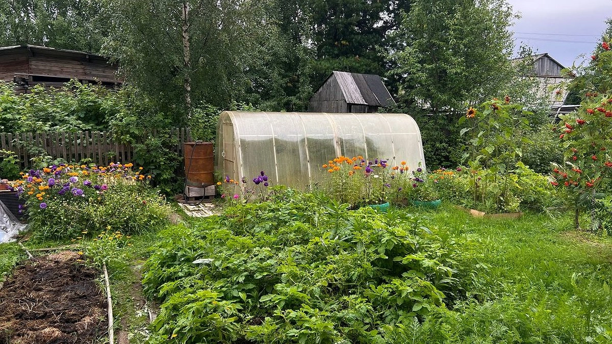 Забыла про паршу и монилиоз на следующий сезон: всего 1 обработка за 47 рублей — уничтожает всех вредителей