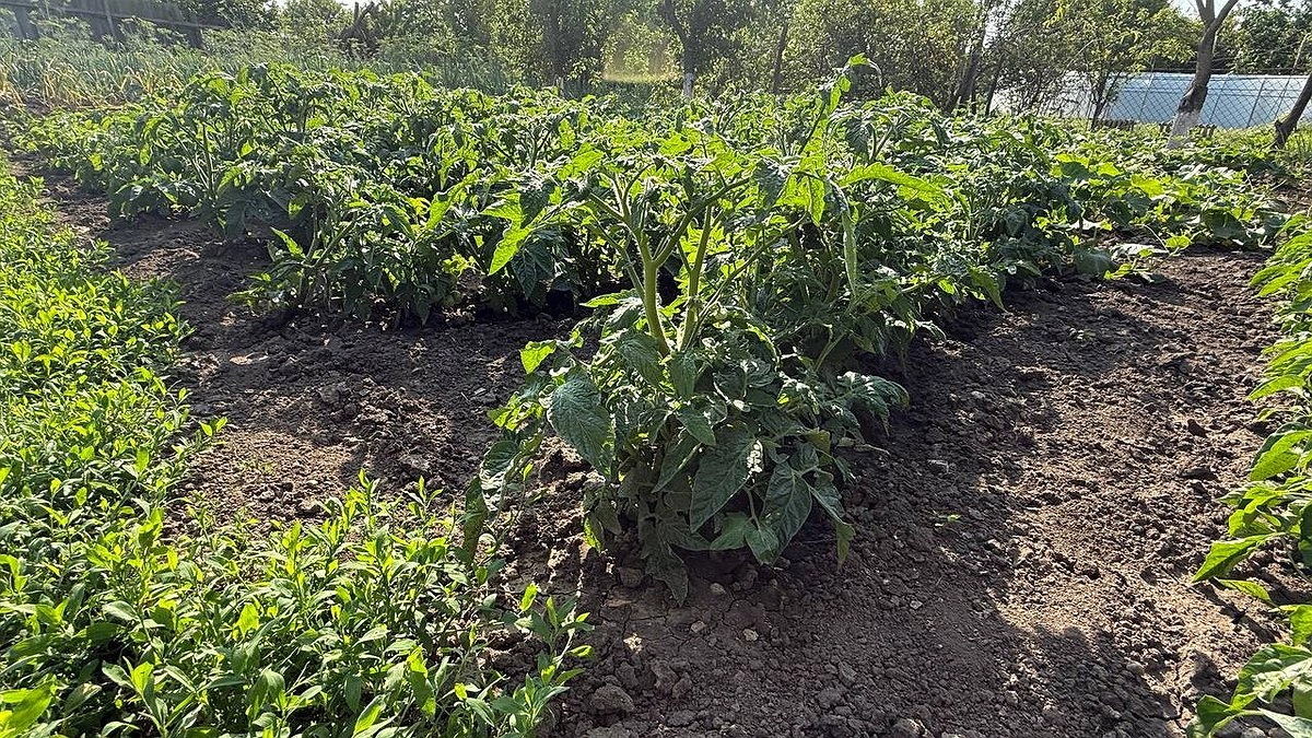 Вкуснятина для помидоров: подкормите во время цветения и кусты будут ломиться от урожая