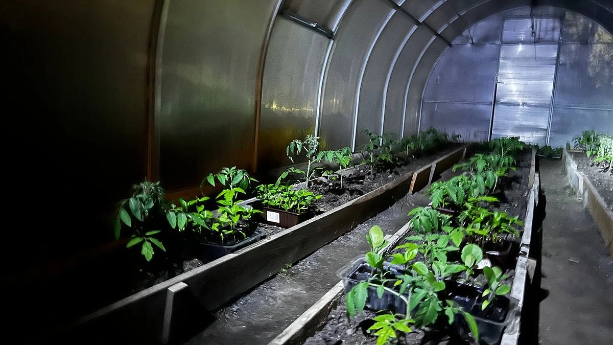 Фитофтора на томатах — реагирую на опережение уже в июле: каких-то 25 г на ведро воды — и больше не переживаю по этому поводу