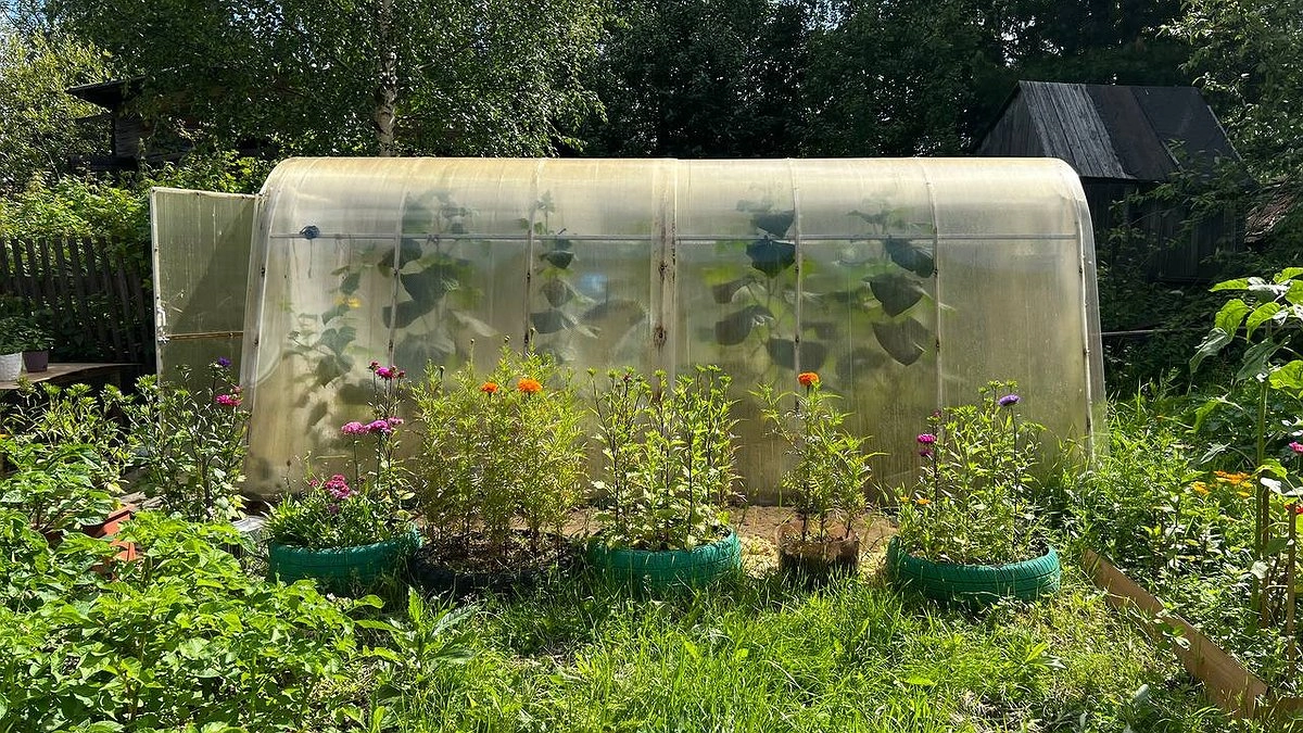 Главная картинка новости: Забудьте про навоз навсегда: этот сидерат обеспечивает урожай в 2,5 раза без химии