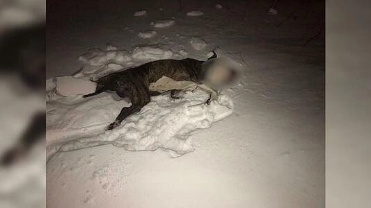 "Такое нельзя прощать": в Екатеринбурге живодер скинул свою собаку с 10 этажа