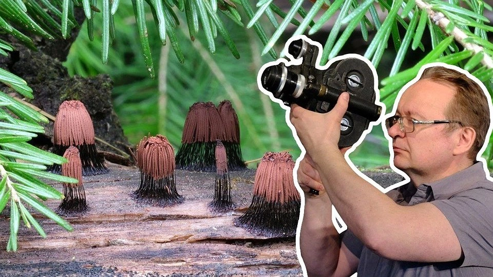 Уральский фотограф-натуралист создал уникальную коллекцию из 200 редких грибов