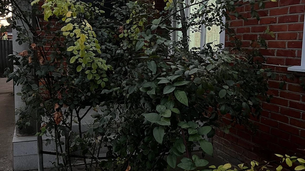 5 растений для "ленивого сада": минимальный уход и максимум красоты