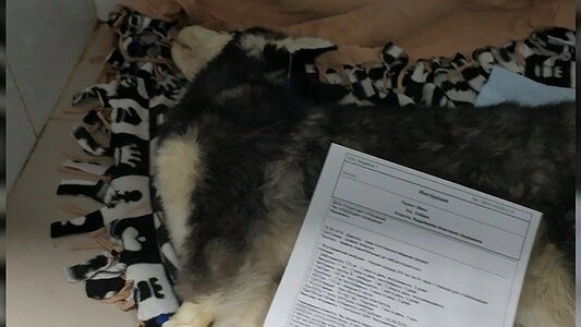 Шанс не сдается: состояние щенка хаски стабильное, но тяжелое