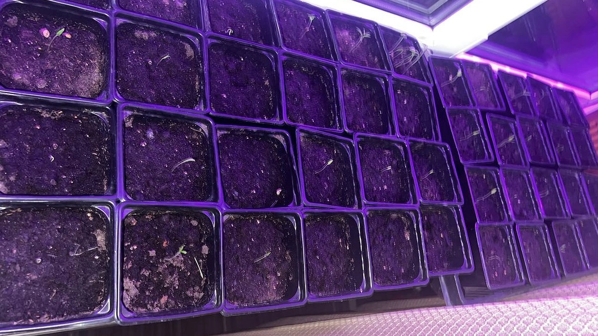 Появились первые ростки перца? Моментально полейте их таким раствором — по одной чайной ложке под каждый куст вместо обычной воды