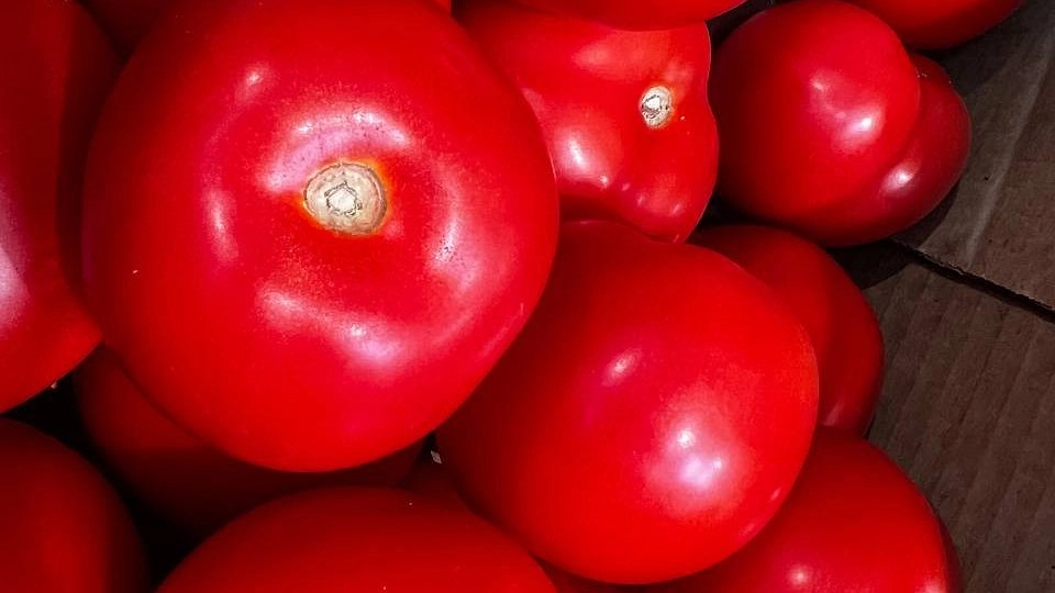 Одного хватит на салат: этот огромный томат удивляет вкусом – семена скупают пачками