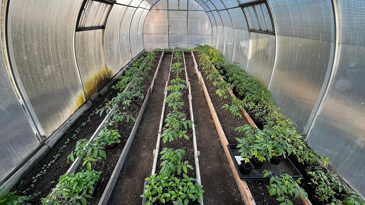 Столовую ложку в воду — хилая рассада томатов будет коренастой, а листья темно-зелеными: секретная подкормка в мае