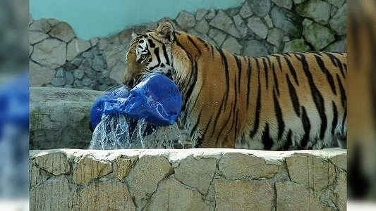 Питомцы Екатеринбургского зоопарка радуются теплу: посмотрите фотоподборку