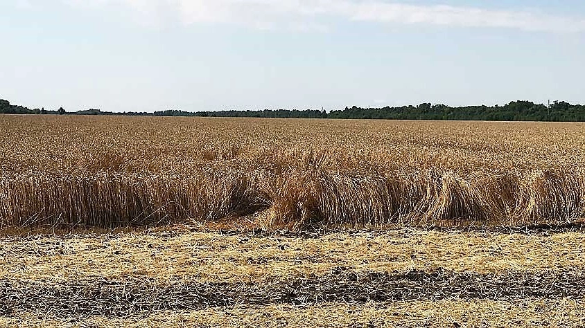 Свердловская область превысила планы по сбору урожая: аграрии обеспечили запас кормов на зиму