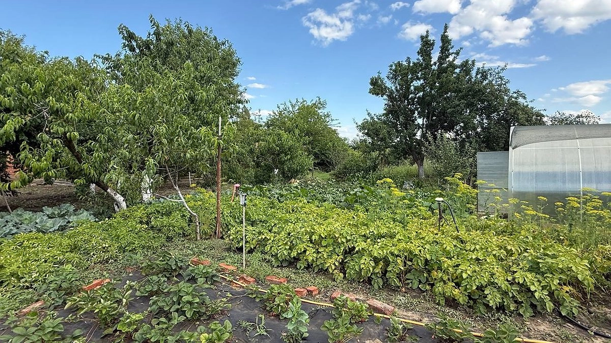 Забудьте горчицу и рожь — этот сидерат за один сезон очистит почву от фитофторы навсегда