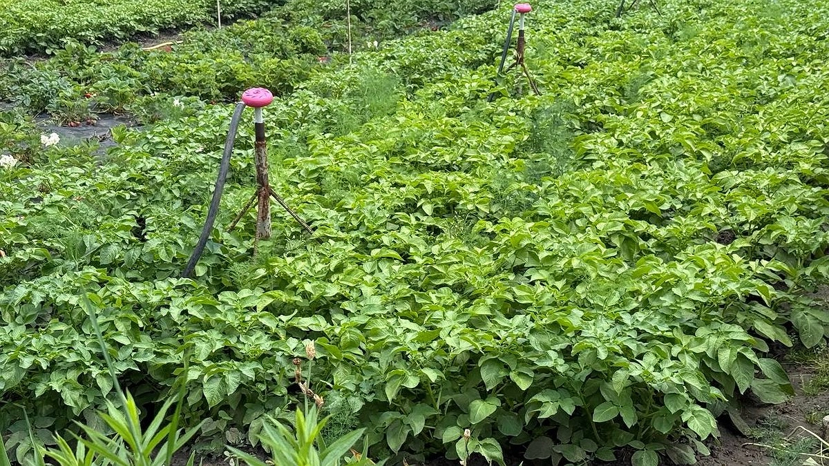 Теперь за картошку на даче влепят штраф: новое правило уже с 28 июня. Люди лишились дара речи из-за нового правила