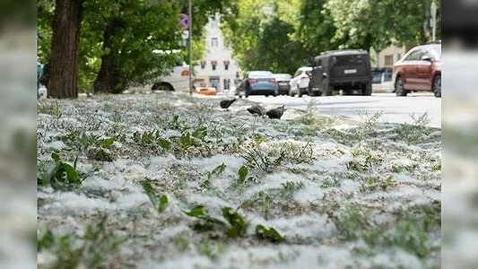 Главная картинка новости: Свердловский губернатор поручил вырубить в Екатеринбурге все тополя