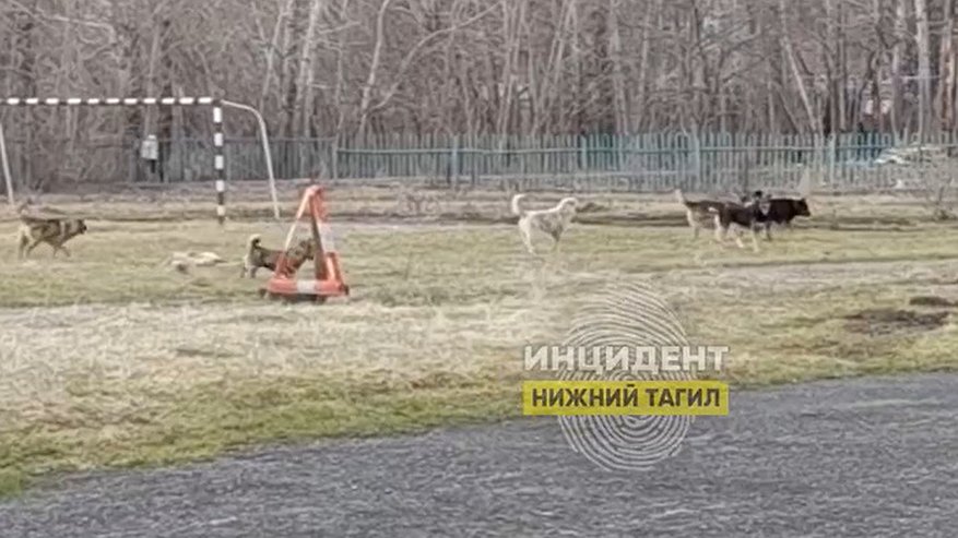 Школьников Свердловской области терроризируют злые бродячие псы