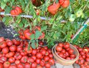 1 чайная ложка и помидоры попрут гроздьями: дедовский способ, который всегда работает