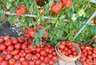 1 чайная ложка и помидоры попрут гроздьями: дедовский способ, который всегда работает