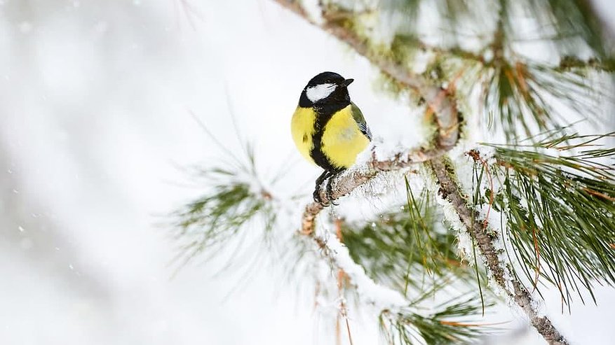 Главная картинка новости: Снова жуткая погода: синоптики Свердловской области дали прогноз