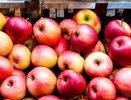 Больше 20 тонн зараженных яблок появилось в магазинах Свердловской области