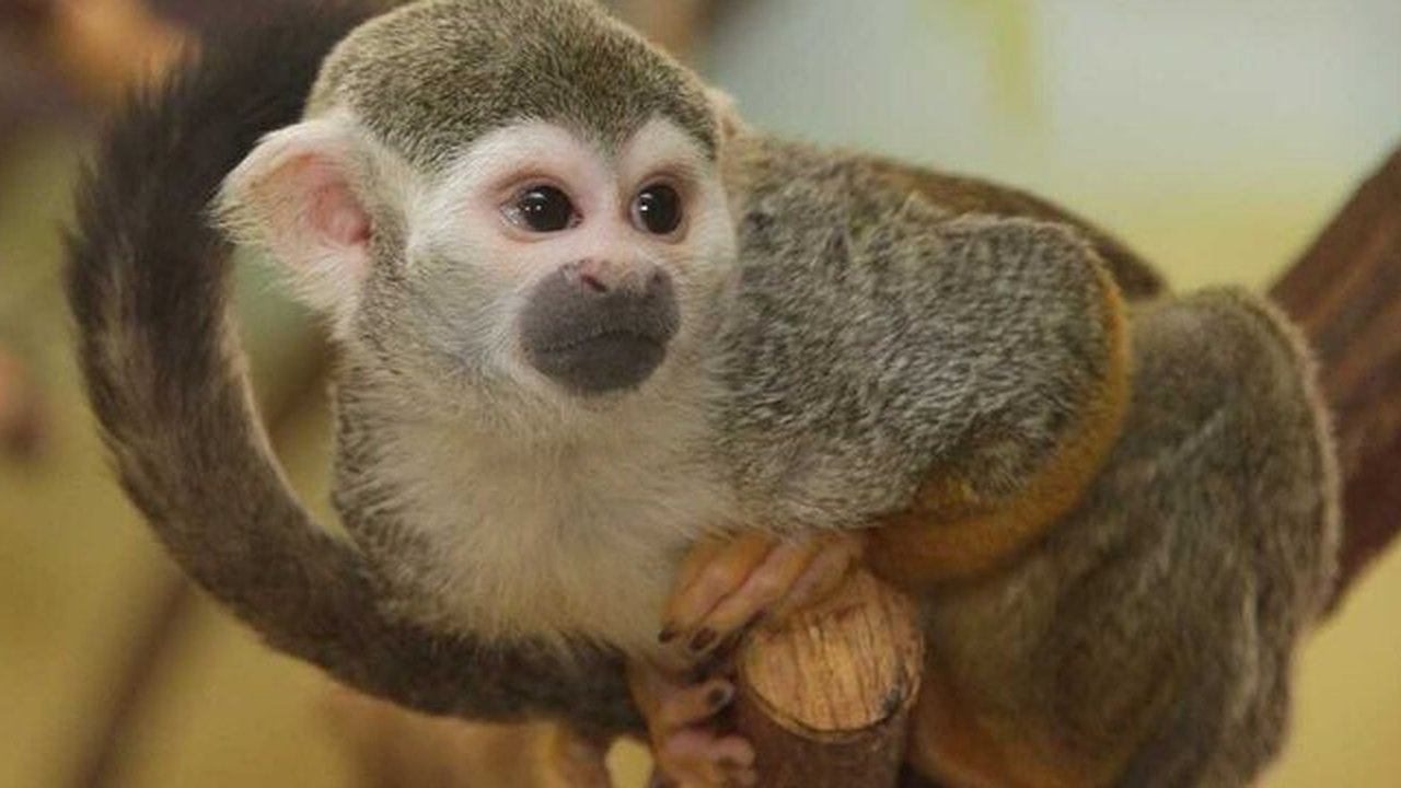 Главная картинка новости: Шустрые новосёлы: в Екатеринбургском зоопарке живут обезьянки саймири