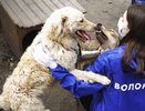Поможем животным: в Екатеринбурге состоятся Дни добрых дел