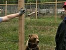 Активисты Свердловского отделения РЭО с волонтерами Алексея Вихарева построили вольер для медведицы в центре реабилитации животных "Альфа"