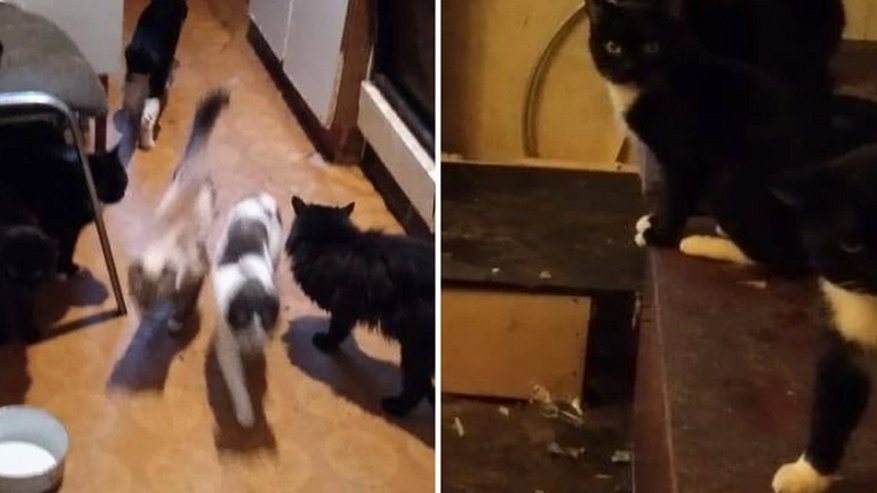 Главная картинка новости: 25 котов живут в квартире одни: пушистые остались без хозяйки после ее госпитализации