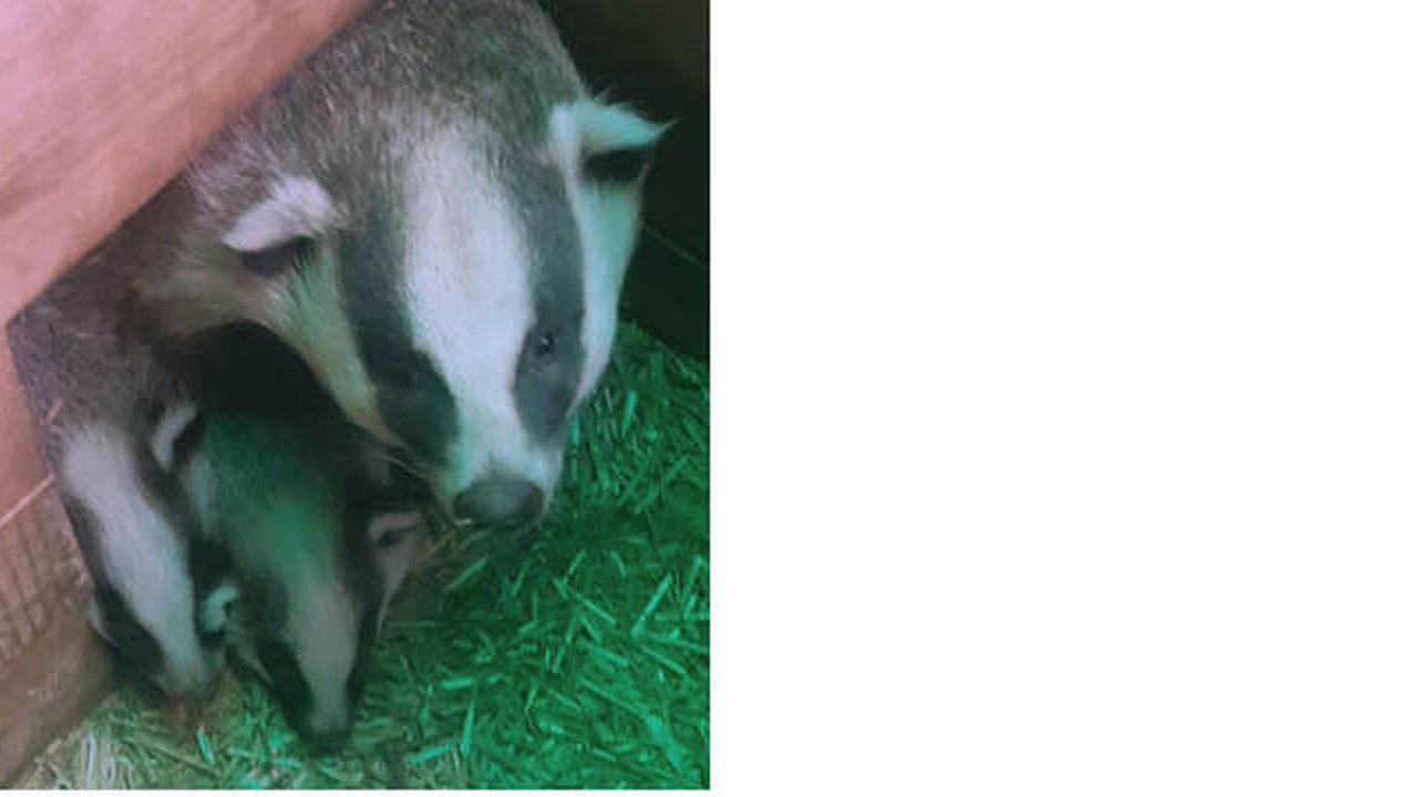 Главная картинка новости: Сказочные барсучата в Екатеринбургском зоопарке