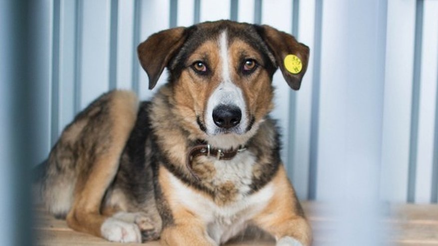 Главная картинка новости: Более 120 собак из приюта для животных «Спецавтобазы» нашли новый дом в 2022 году