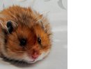 Хомяки и космос. Полет нормальный!