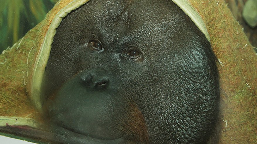 В Екатеринбургском зоопарке празднует День рождения орангутан Захар