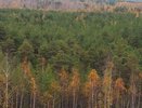 В Академическом нашли труп мужчины в лесу