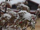 Синоптики: первый снег в Свердловской области выпадет на выходных