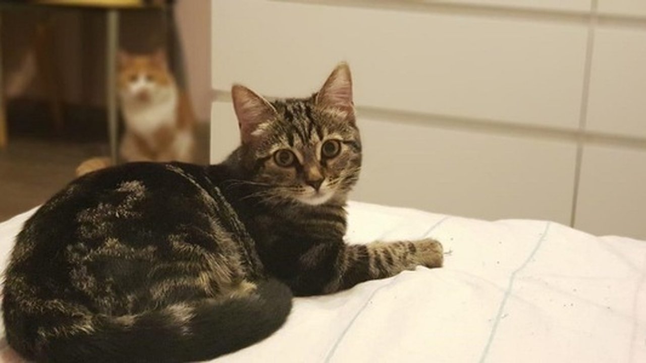 Главная картинка новости: "Вызвать умиление": в УрФУ проведут кошачью акцию "Пушистый уют"