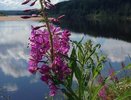 Синоптики рассказали, какую погоду ждать во второй половине августа