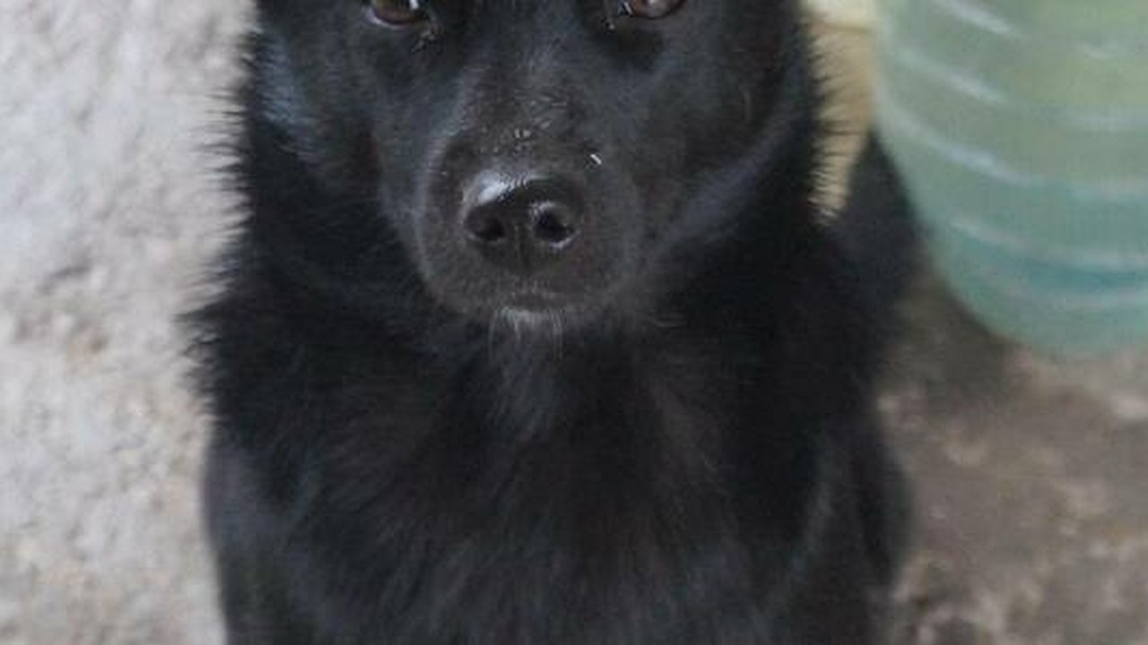 Главная картинка новости: В Екатеринбурге художники запустили проект в поддержку бездомных животных