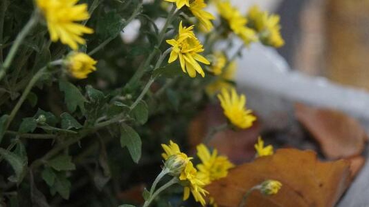 Главная картинка новости: Отреконструированную за 132 миллиона "Зеленую рощу" в Екатеринбурге ждет новый "ремонт"