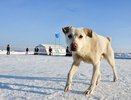 В Свердловской области бездомная собака искусала ребенку лицо: суд оценил ущерб в 100 тысяч рублей